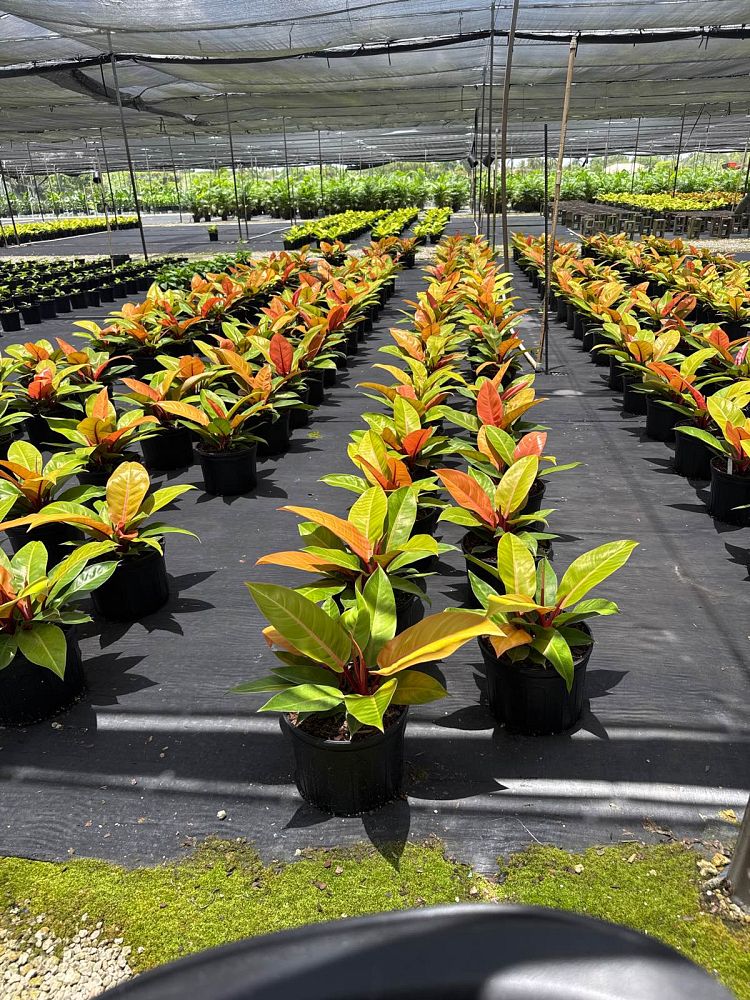 philodendron-prince-of-orange