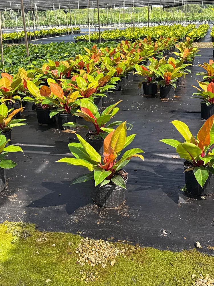 philodendron-prince-of-orange