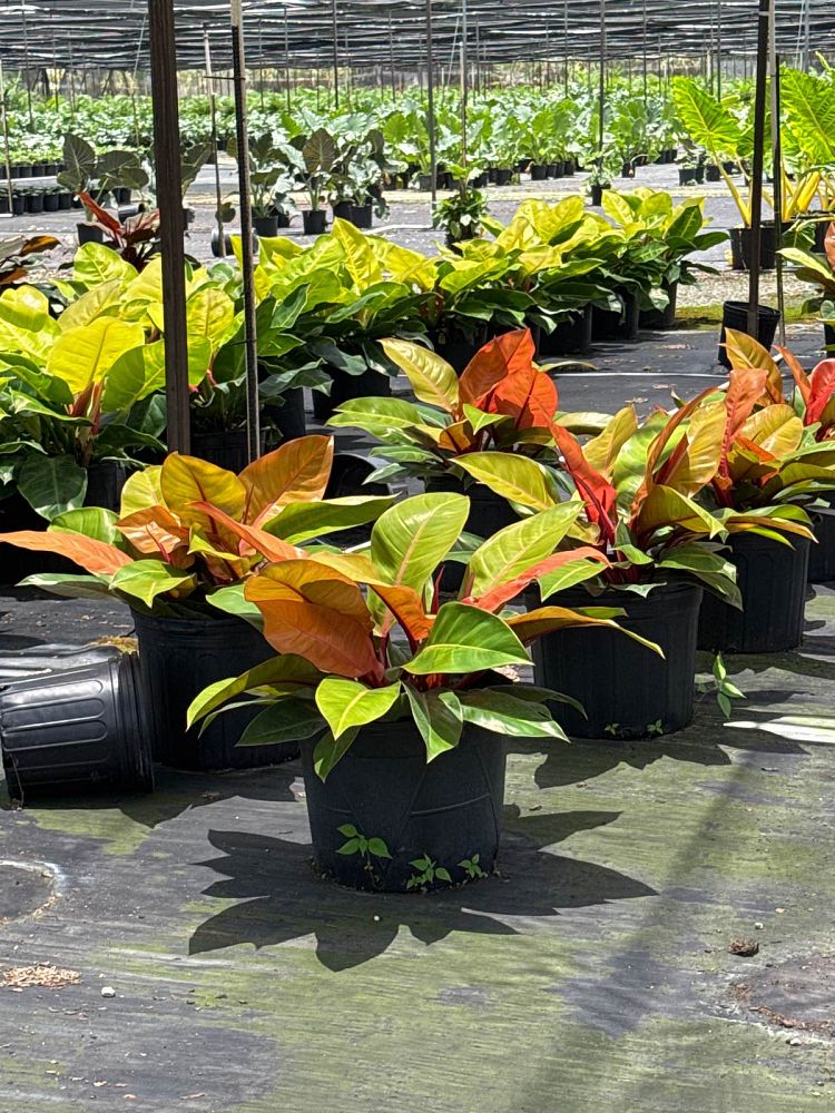 philodendron-prince-of-orange