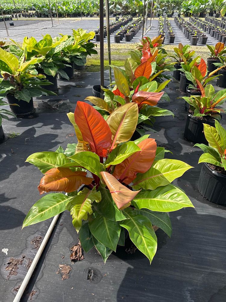 philodendron-prince-of-orange