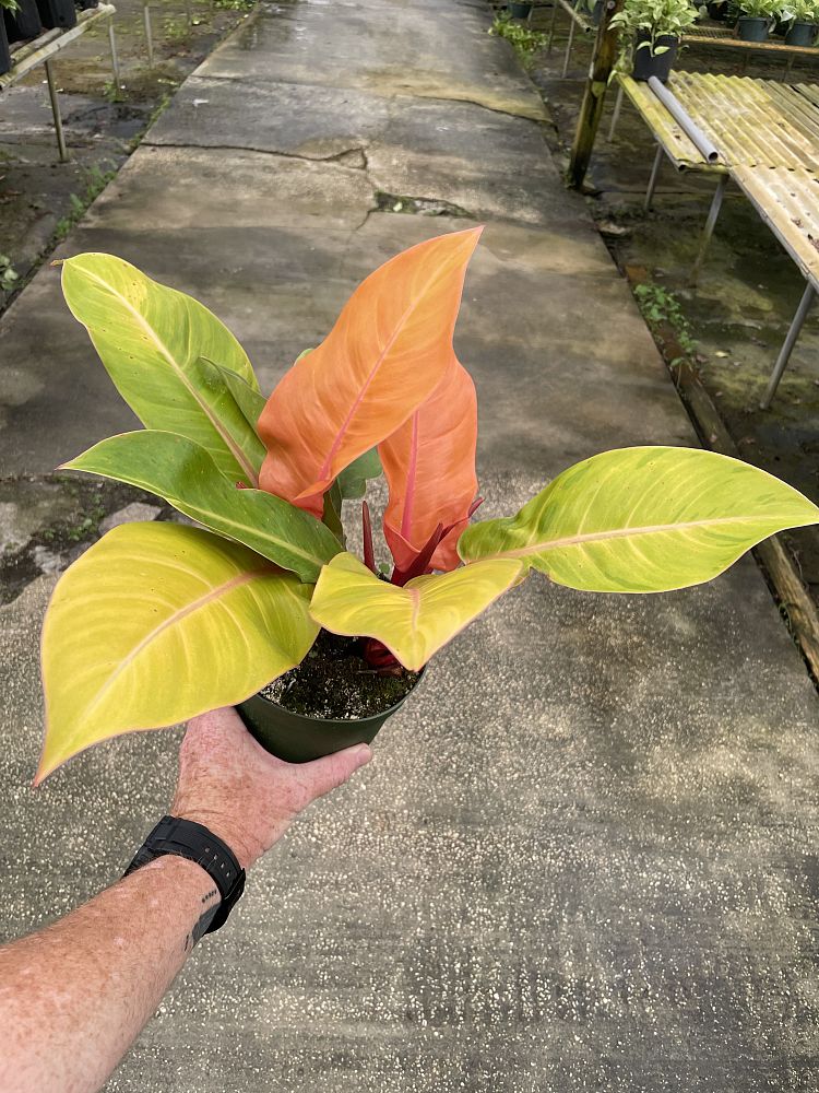philodendron-prince-of-orange