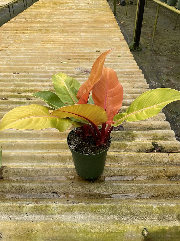 philodendron-prince-of-orange