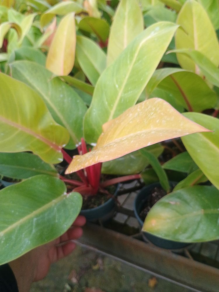 philodendron-prince-of-orange