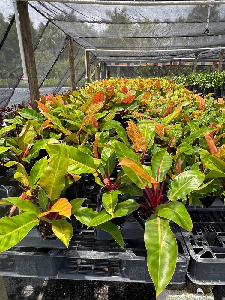 philodendron-prince-of-orange