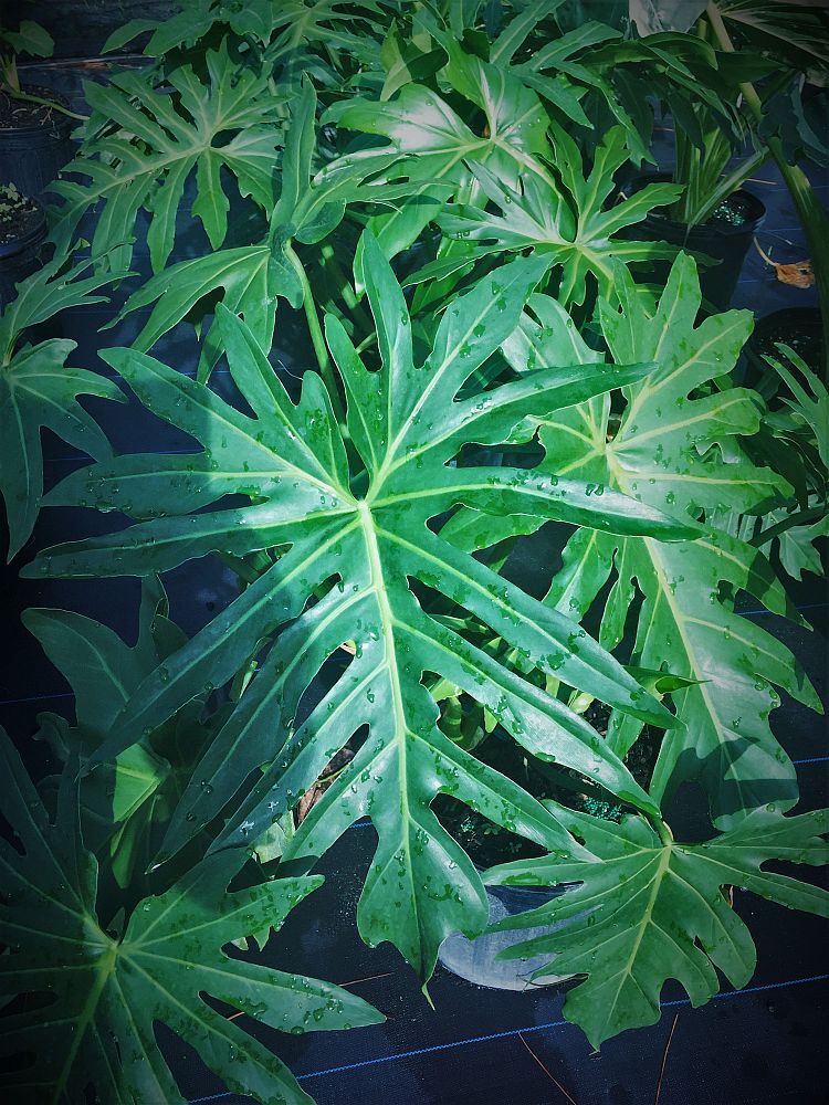philodendron-radiatum