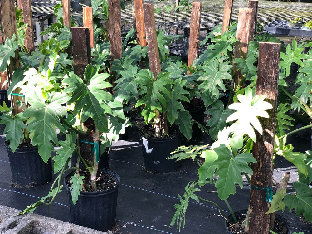philodendron-radiatum