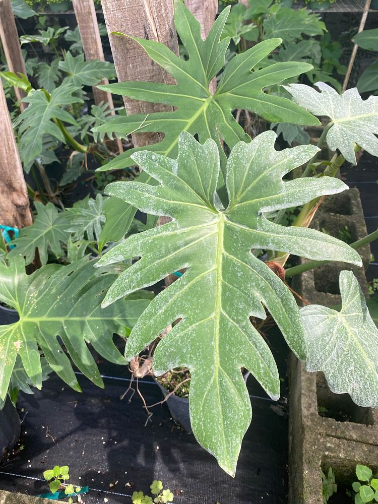 philodendron-radiatum