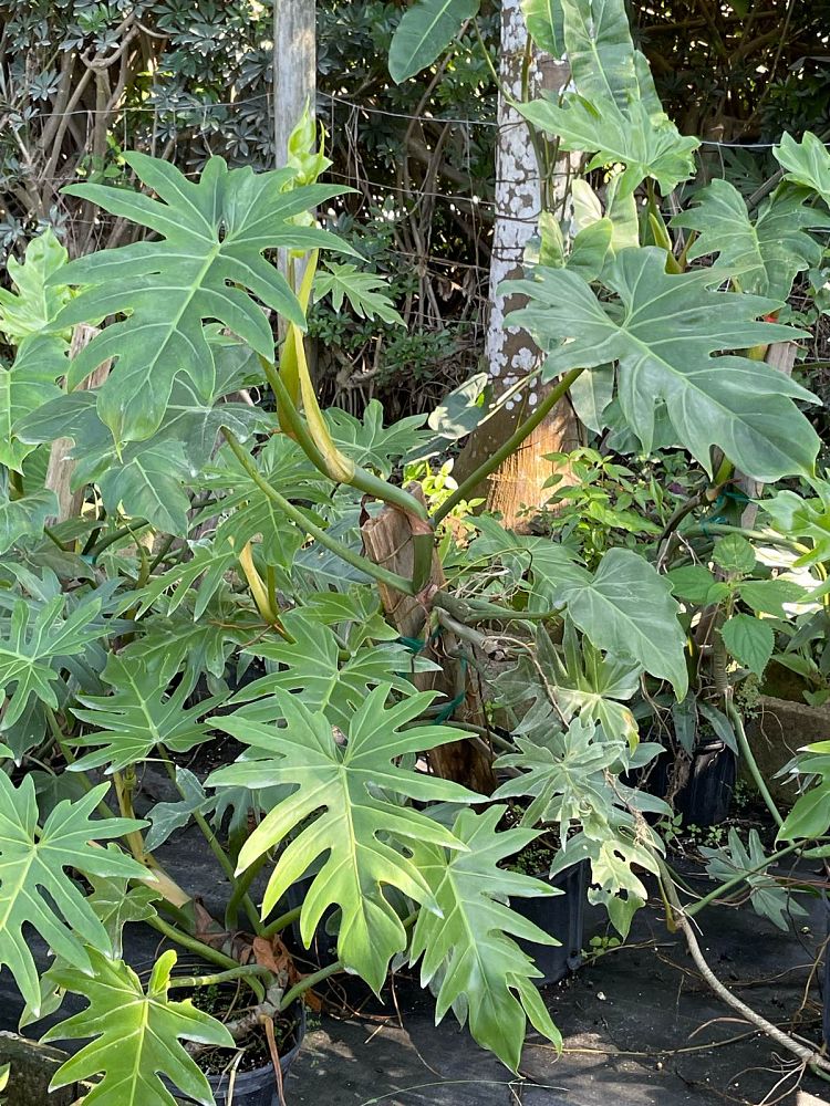 philodendron-radiatum