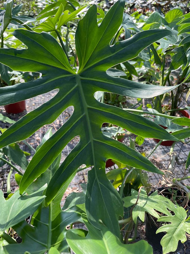 philodendron-radiatum