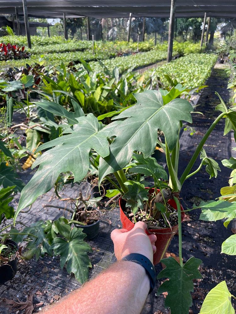 philodendron-radiatum