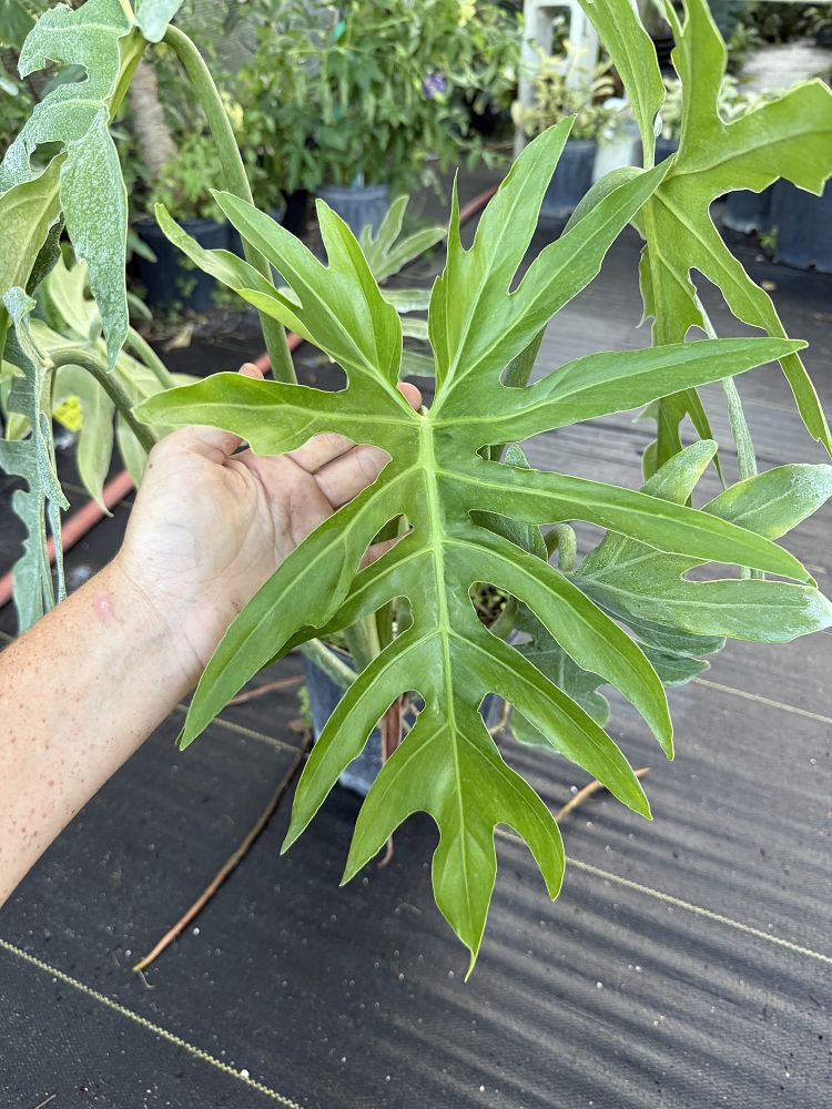 philodendron-radiatum