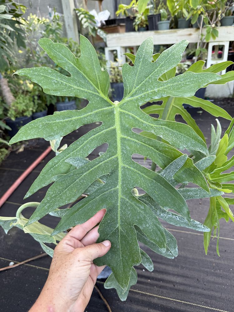 philodendron-radiatum