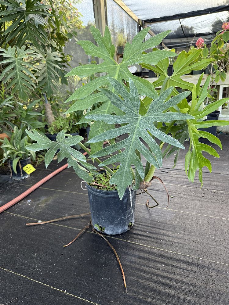 philodendron-radiatum