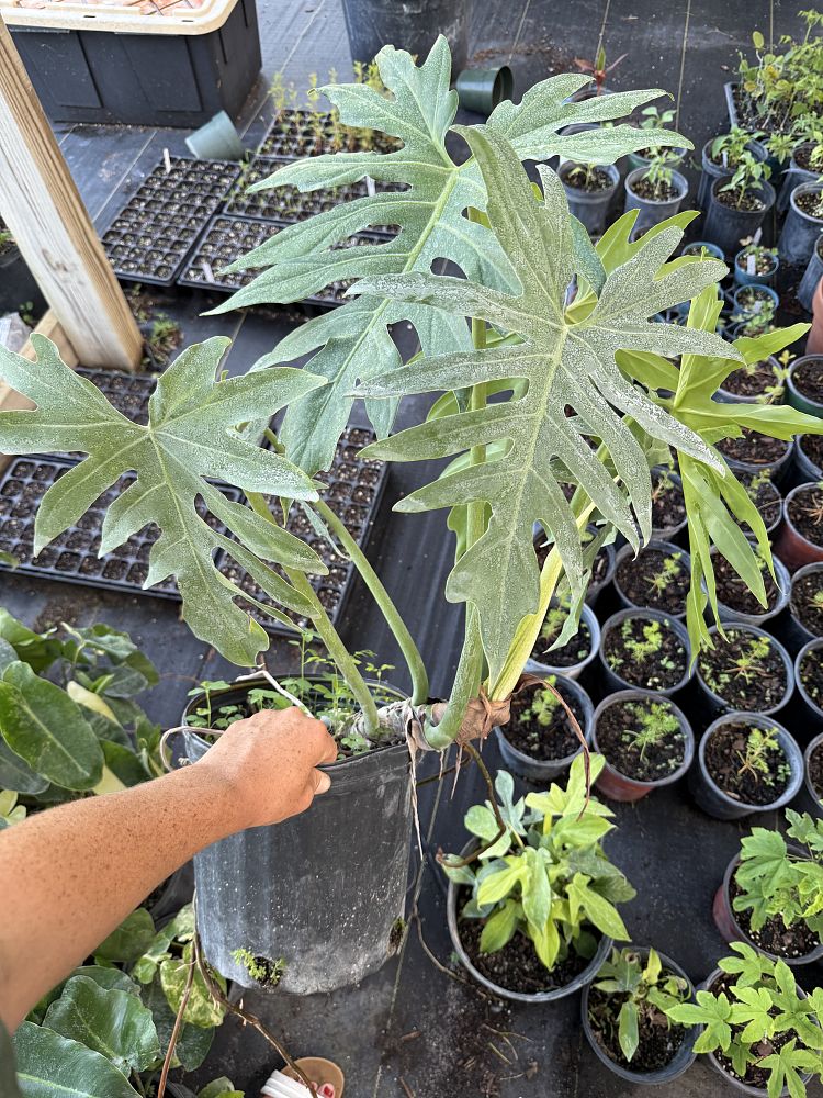 philodendron-radiatum