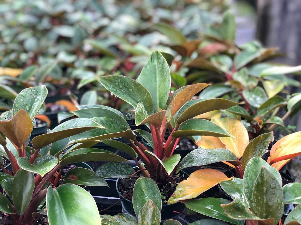 philodendron-red-back-philodendron-rojo-loco