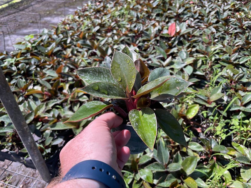 philodendron-red-back-philodendron-rojo-loco