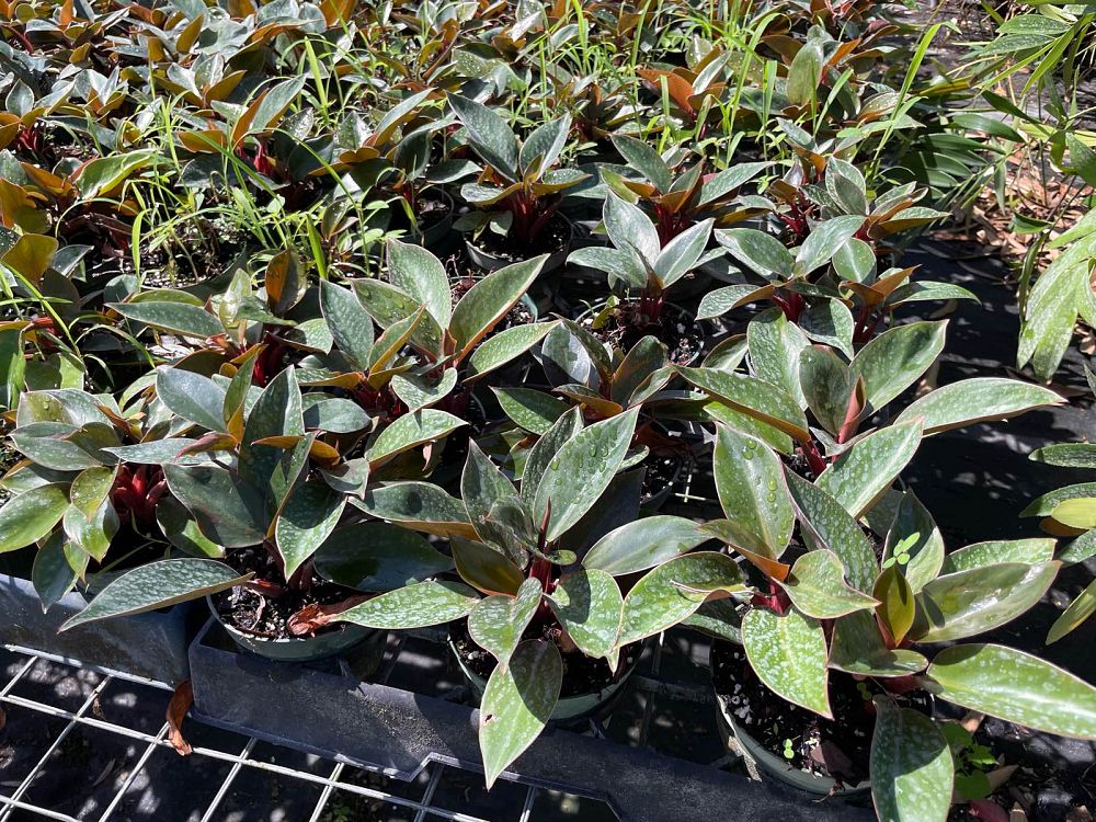 philodendron-red-back-philodendron-rojo-loco