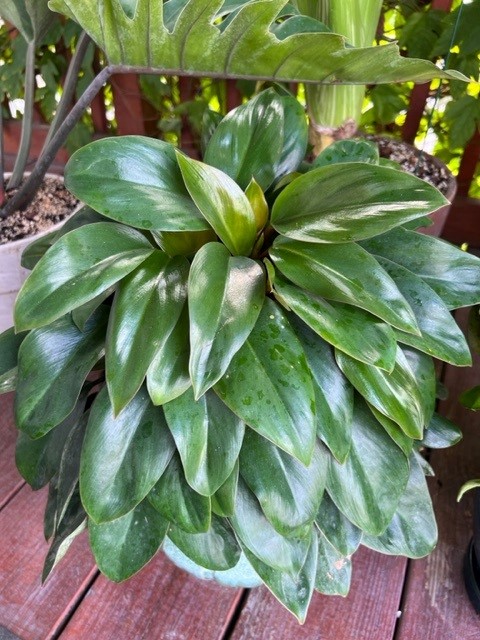 philodendron-red-back-philodendron-rojo-loco