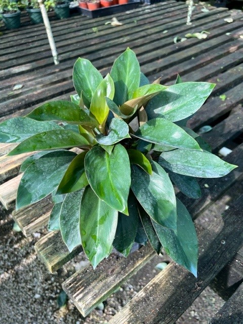 philodendron-red-back-philodendron-rojo-loco