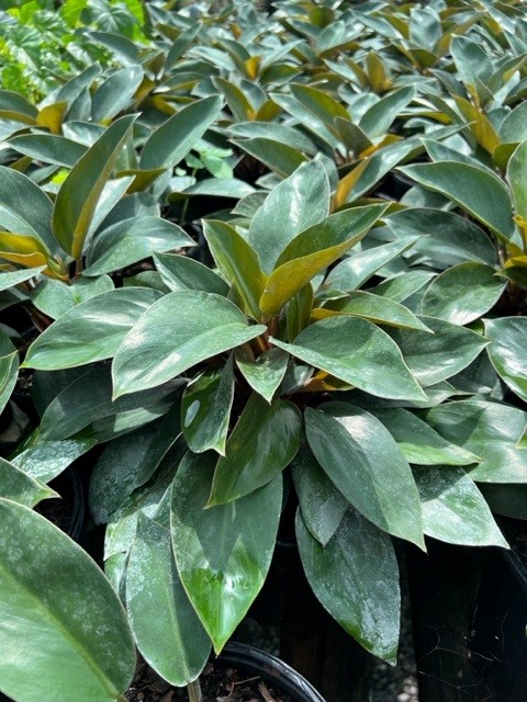 philodendron-red-back-philodendron-rojo-loco