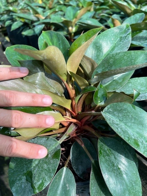 philodendron-red-back-philodendron-rojo-loco