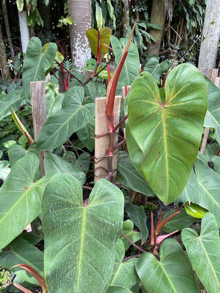 philodendron-red-emerald
