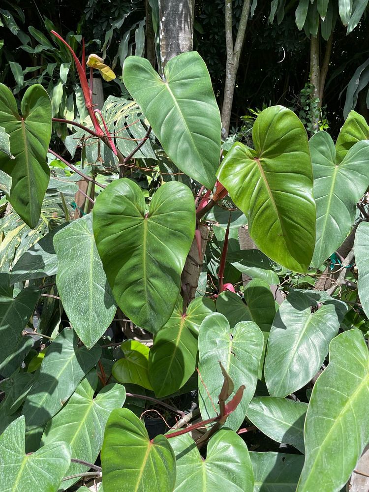 philodendron-red-emerald