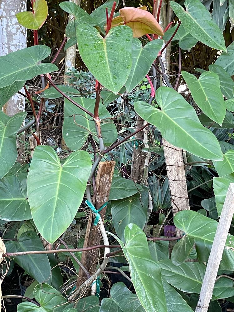 philodendron-red-emerald