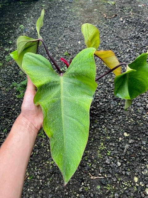 philodendron-red-emerald