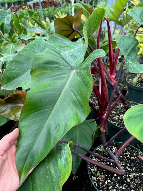 philodendron-red-emerald