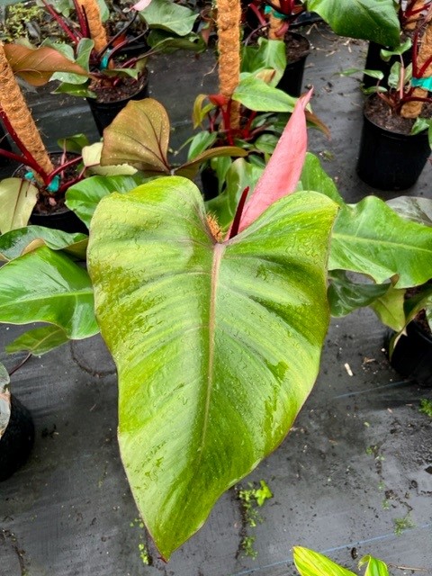 philodendron-red-emerald