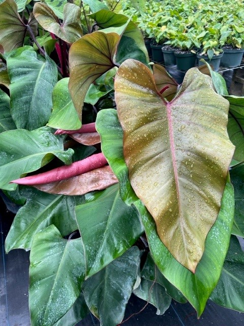 philodendron-red-emerald