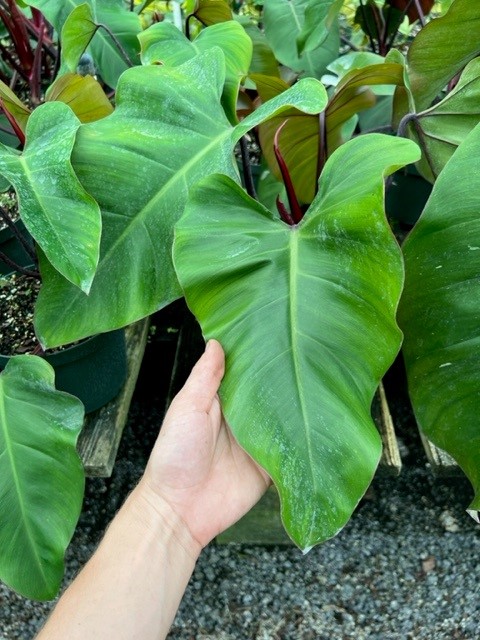 philodendron-red-emerald