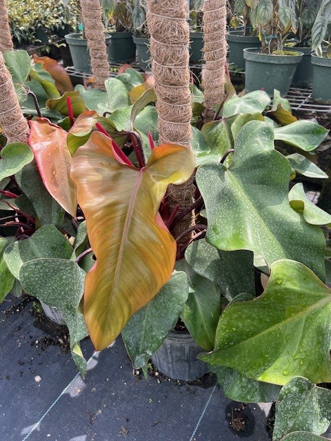 philodendron-red-emerald