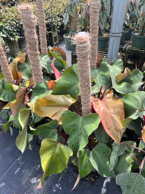 philodendron-red-emerald