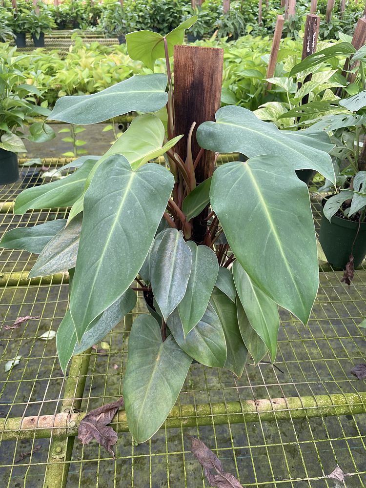 philodendron-red-emerald