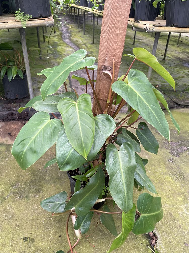 philodendron-red-emerald