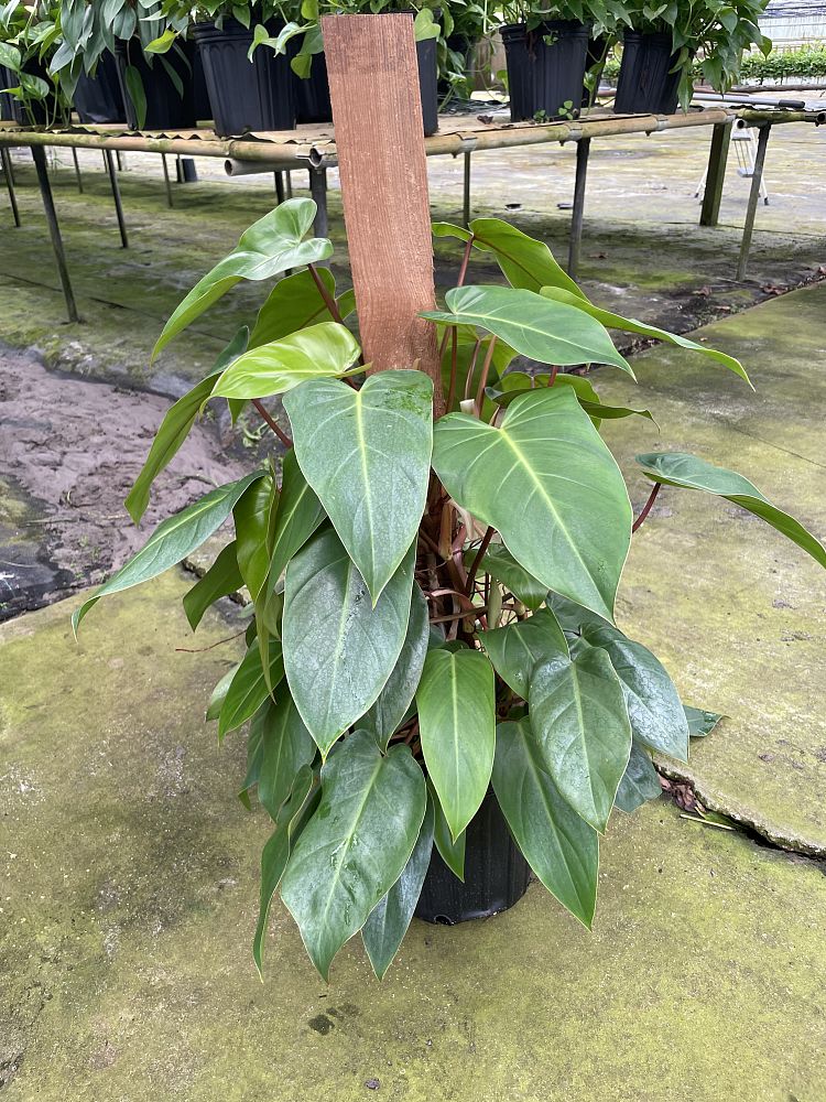 philodendron-red-emerald