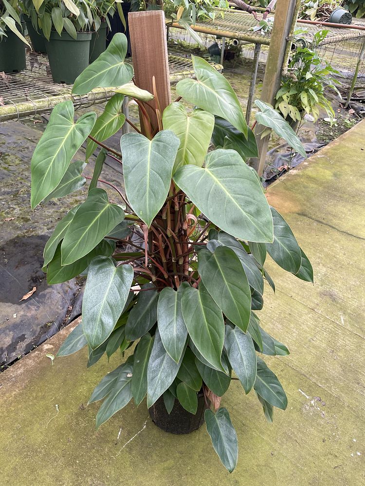 philodendron-red-emerald