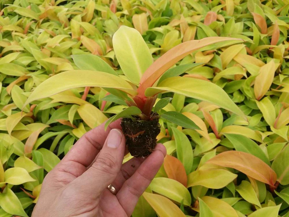 Sunshine Horticulture LLC plantANT com