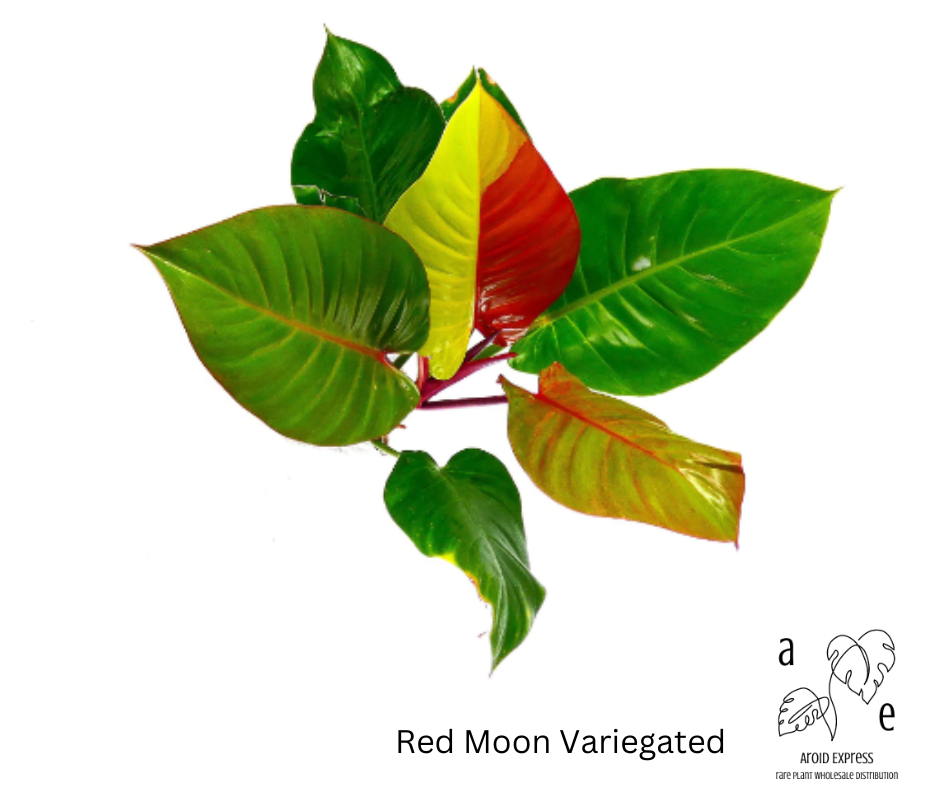 philodendron-red-moon-variegated