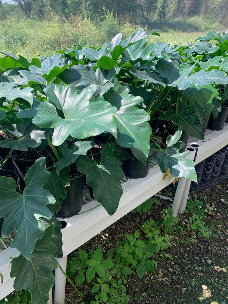 philodendron-revolution