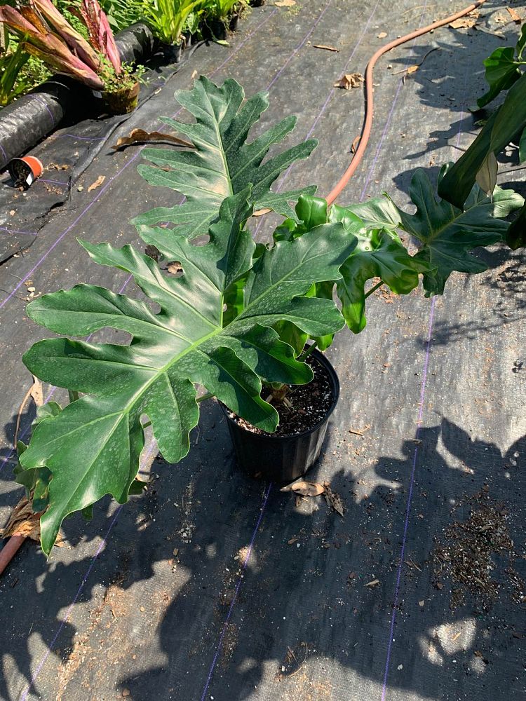 philodendron-revolution
