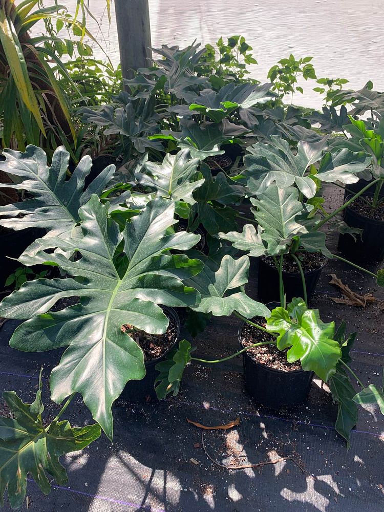 philodendron-revolution