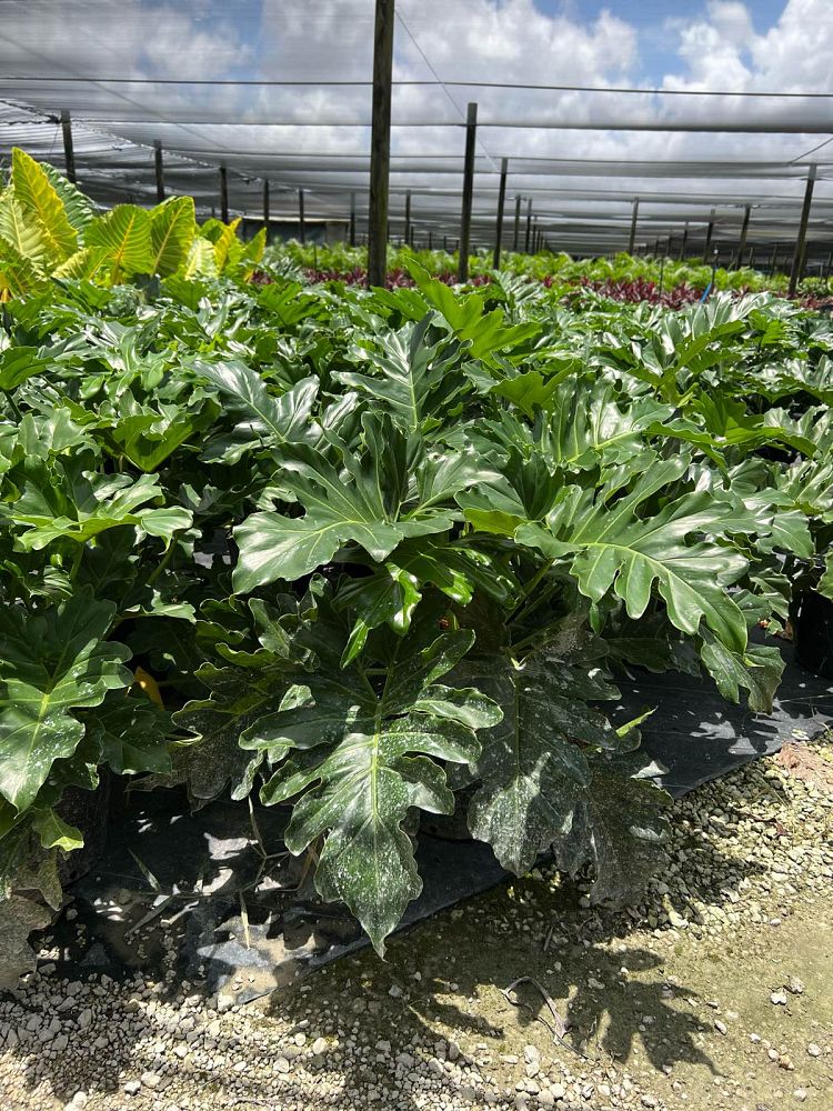 philodendron-revolution