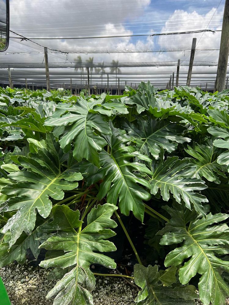 philodendron-revolution