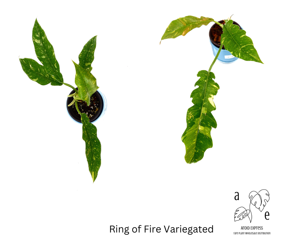 philodendron-ring-of-fire