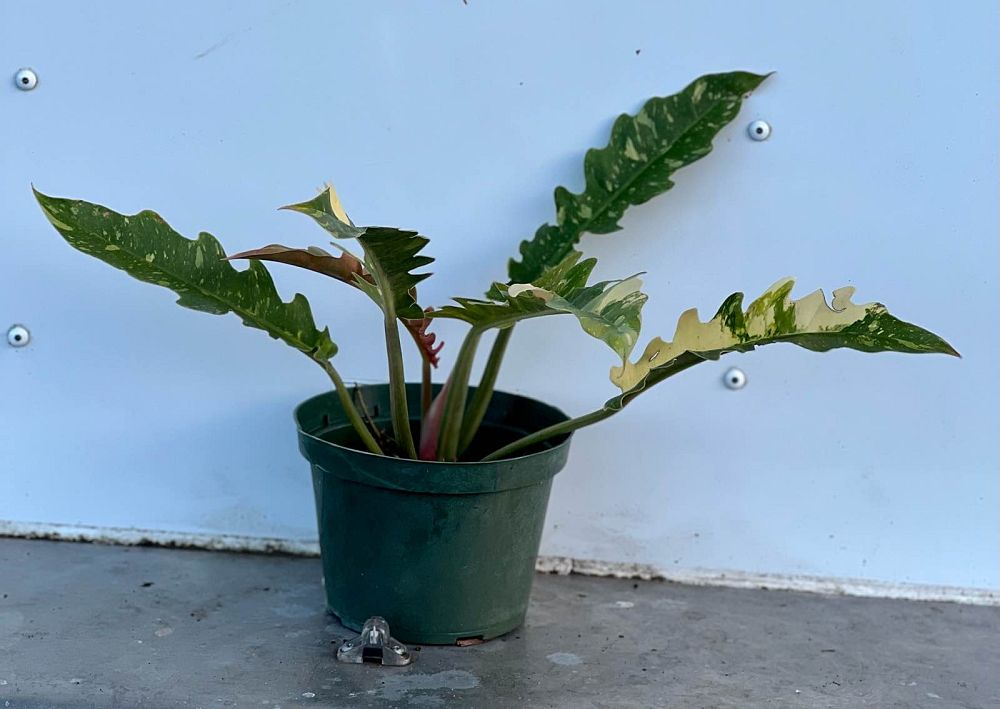 philodendron-ring-of-fire