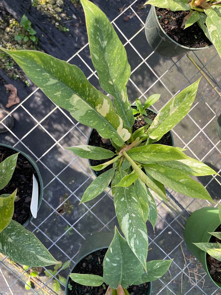 philodendron-ring-of-fire