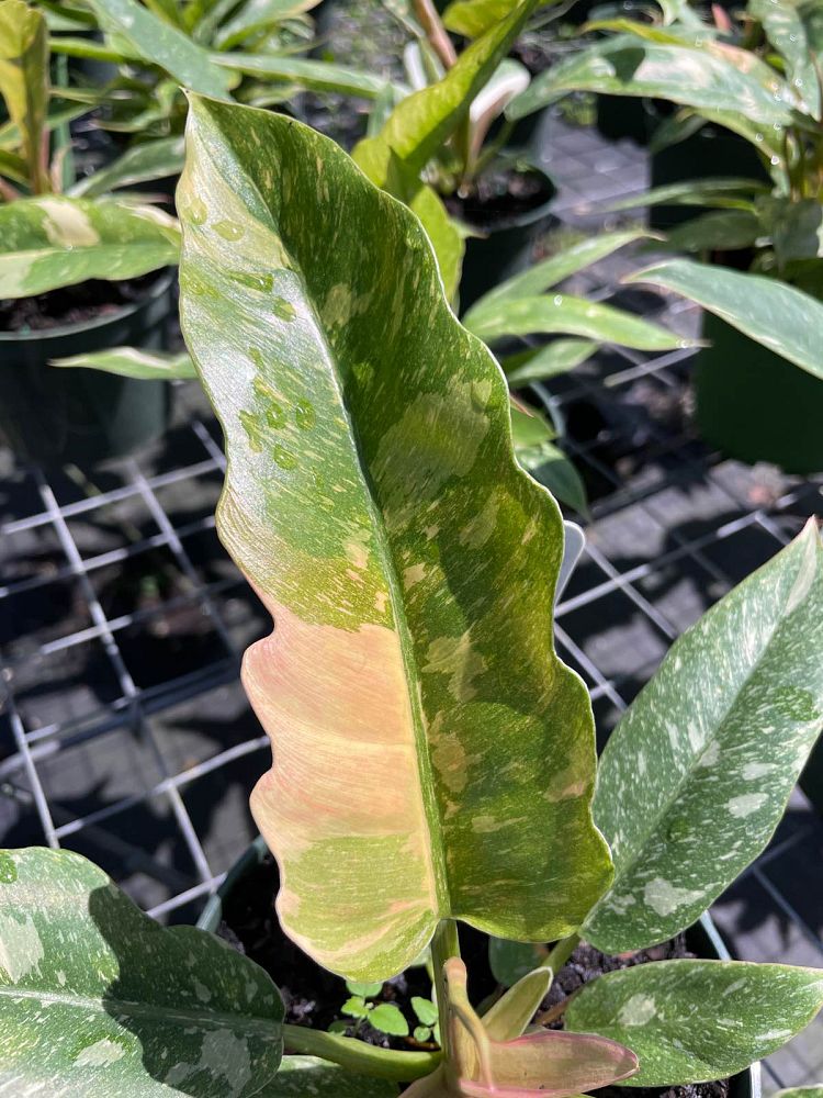 philodendron-ring-of-fire